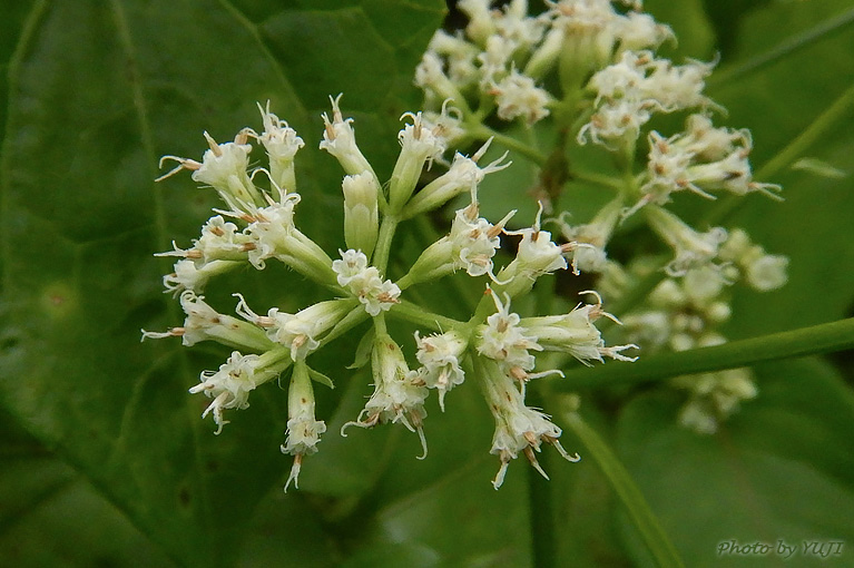 ツルヒヨドリ Mikania micrantha