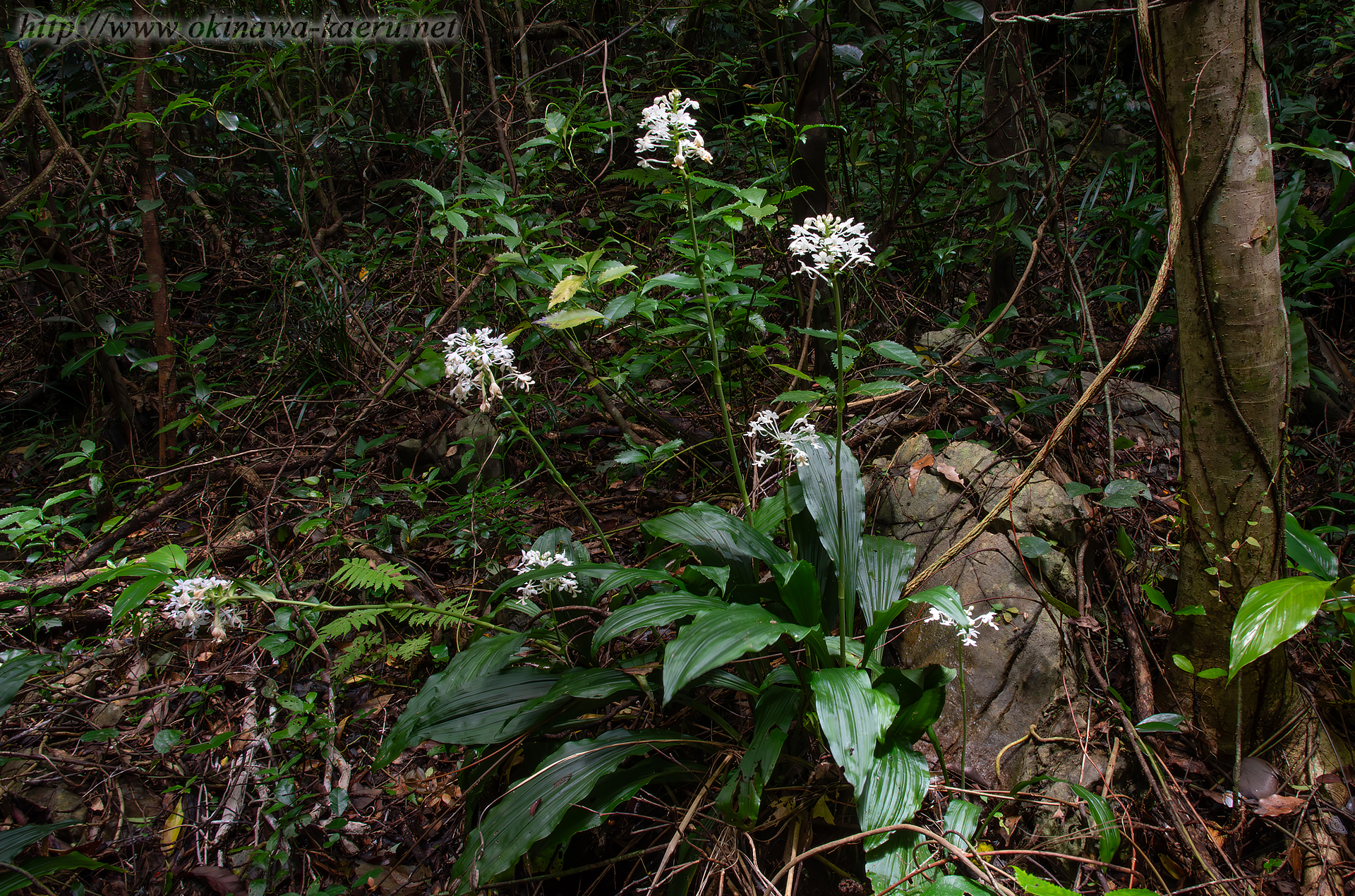 ツルランの画像