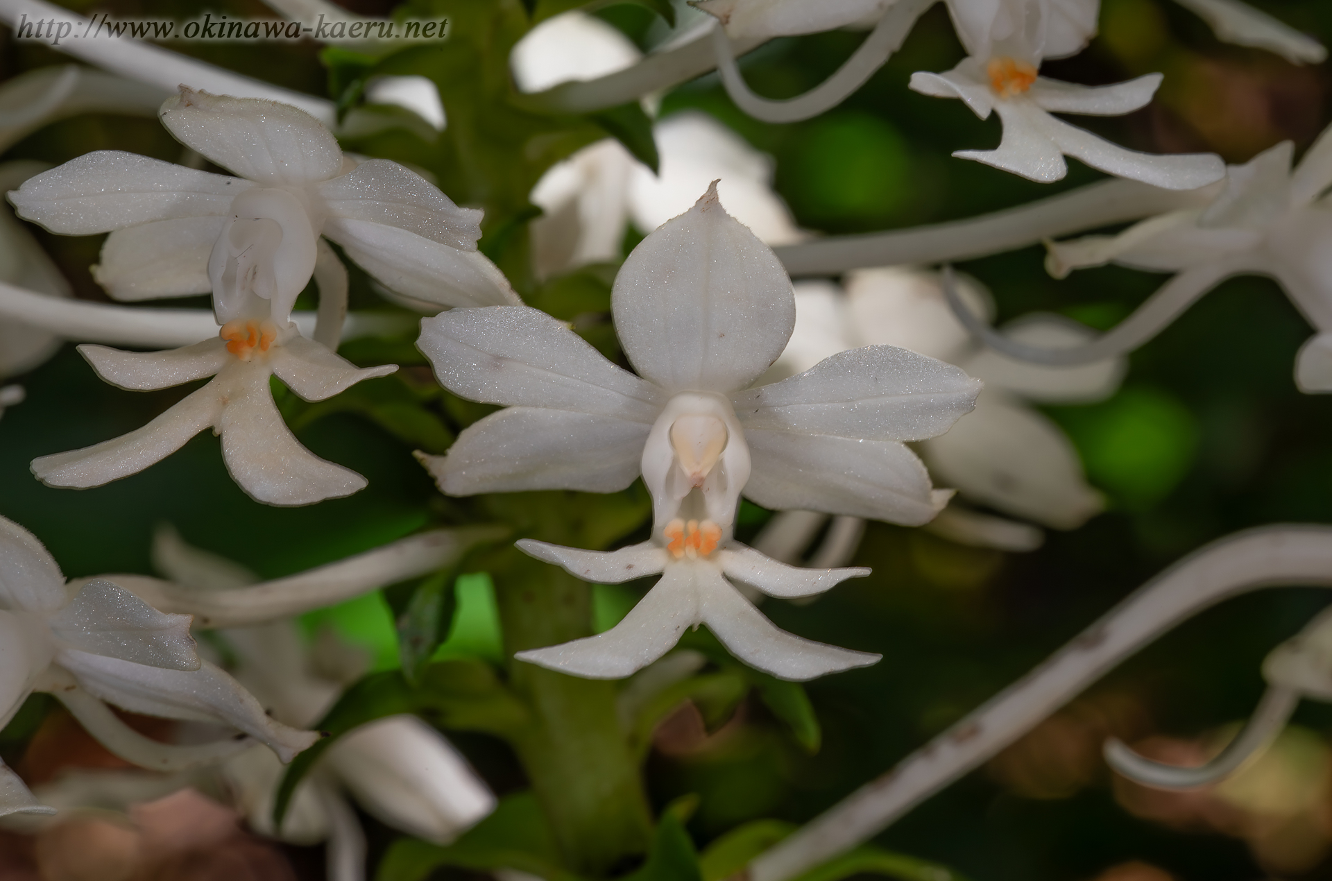 ツルランの画像