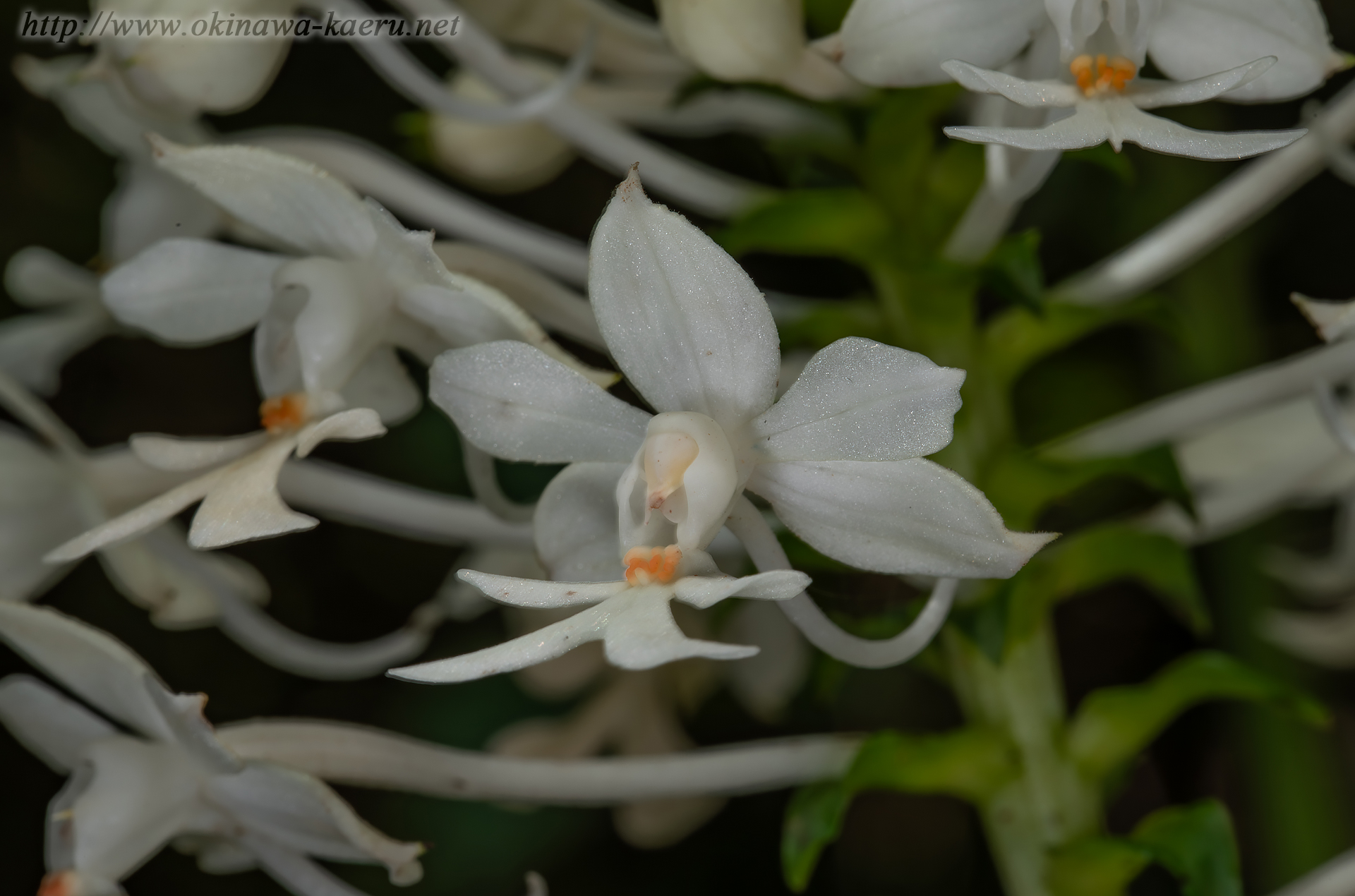 ツルランの画像