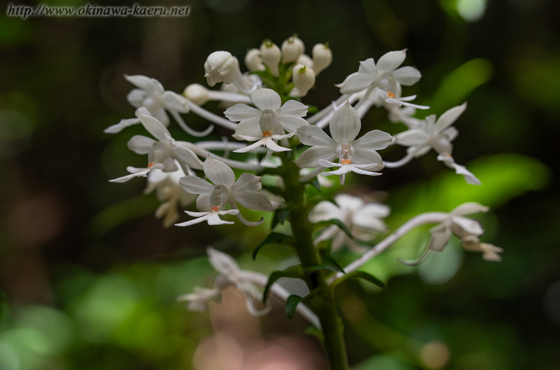 ツルランの画像