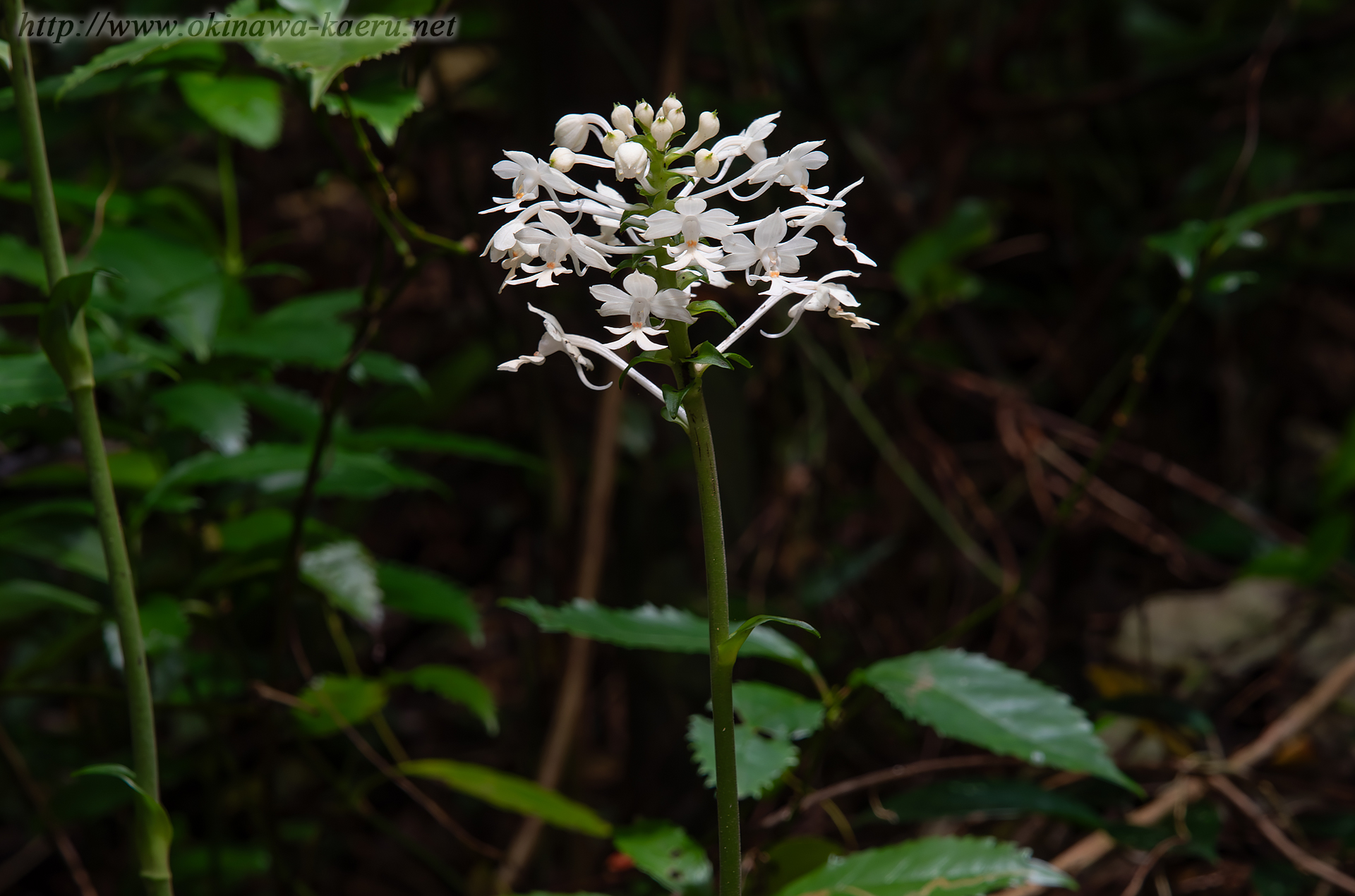 ツルランの画像