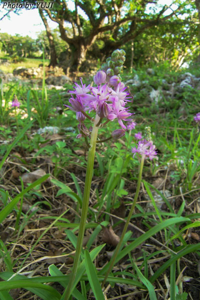 ツルボ Barnardia japonica