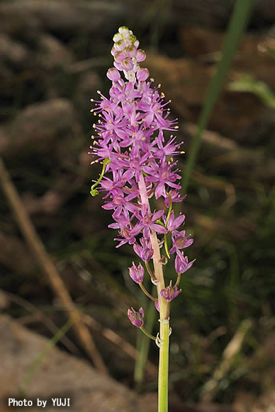 ツルボ Barnardia japonica