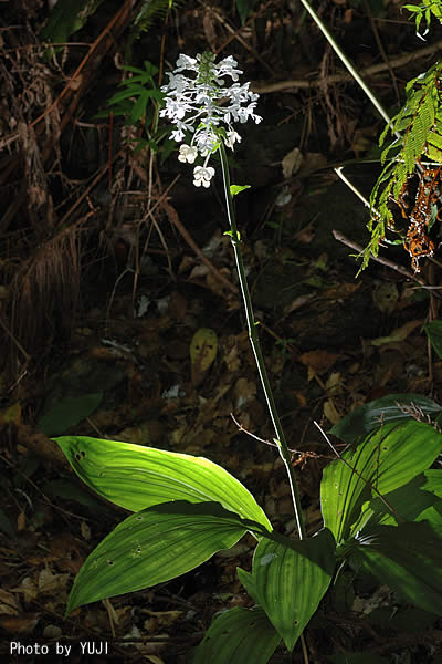 ツルラン Calanthe triplicata