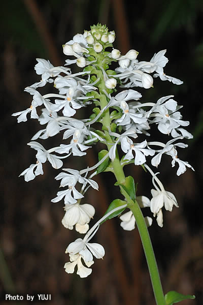 ツルラン Calanthe triplicata