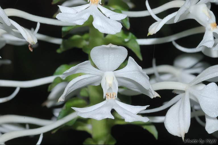 ツルラン Calanthe triplicata