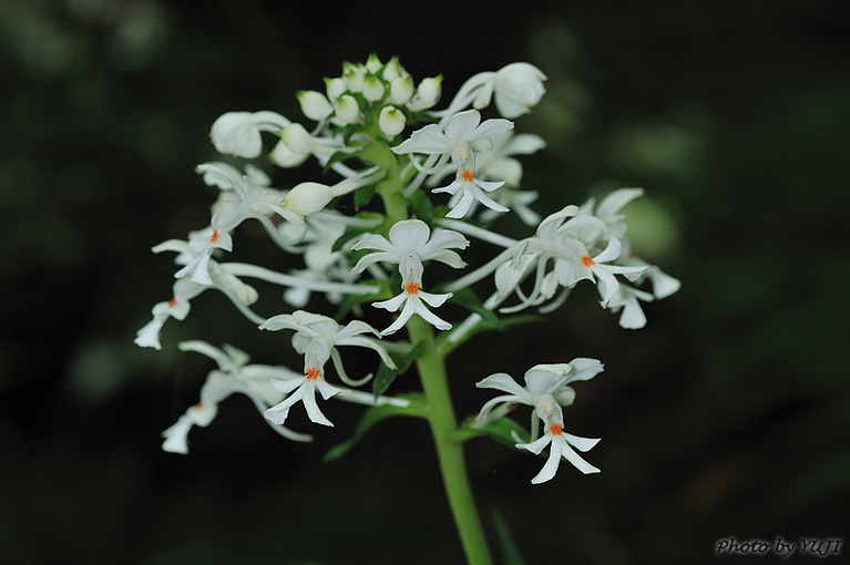 ツルラン Calanthe triplicata