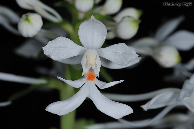 ツルラン Calanthe triplicata