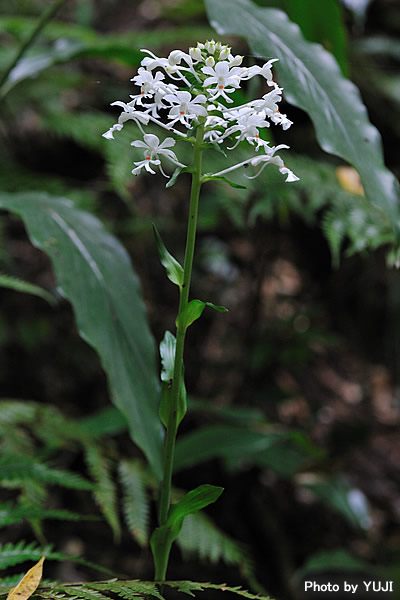 ツルラン Calanthe triplicata