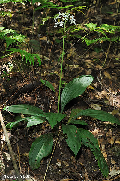 ツルラン Calanthe triplicata