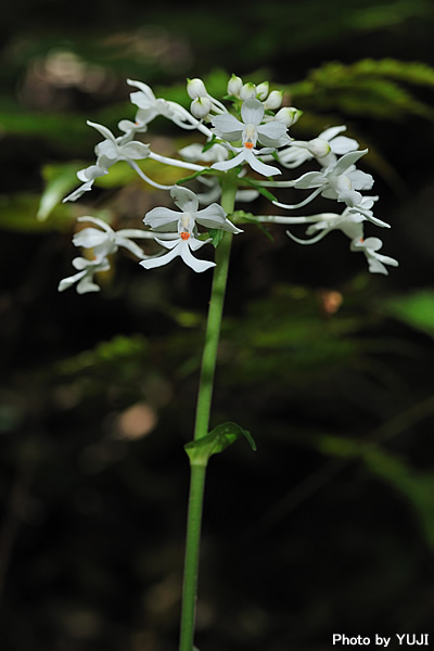 ツルラン Calanthe triplicata