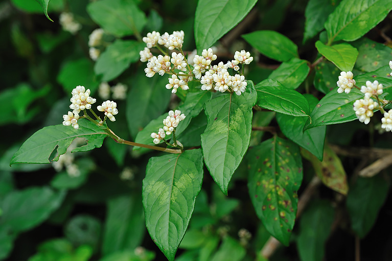 ツルソバ Persicaria chinensis