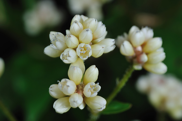 ツルソバ Persicaria chinensis