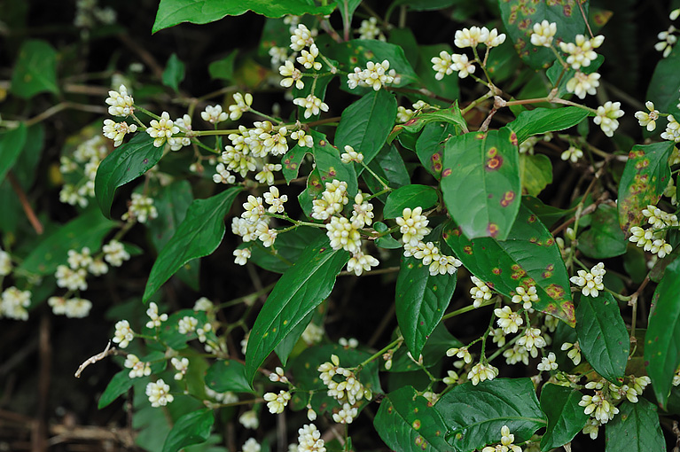 ツルソバ Persicaria chinensis