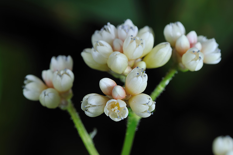 ツルソバ Persicaria chinensis