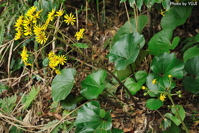 ツワブキ Farfugium japonicum