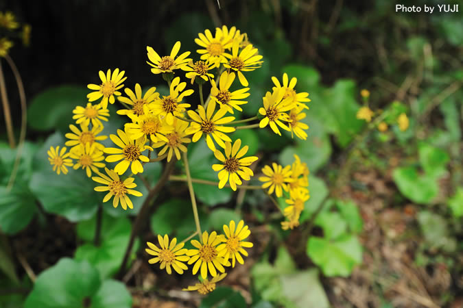 ツワブキ Farfugium japonicum