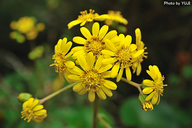 ツワブキ Farfugium japonicum