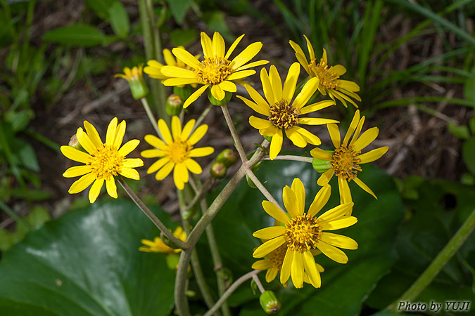 ツワブキ Farfugium japonicum