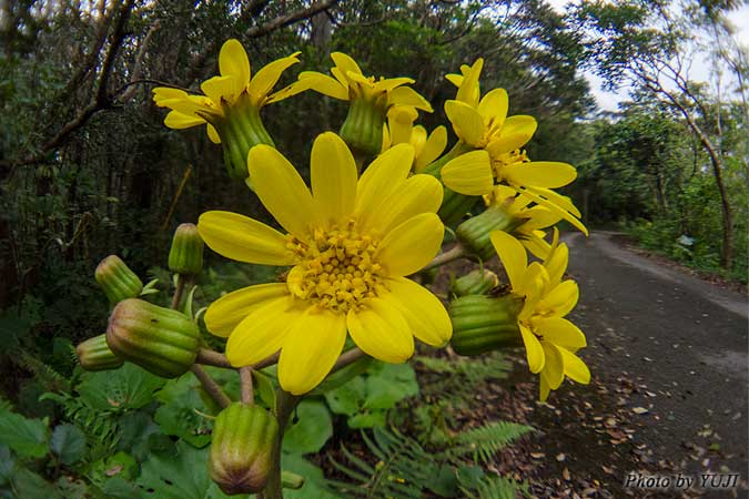 ツワブキ Farfugium japonicum