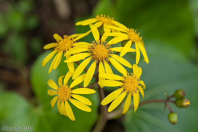 ツワブキ Farfugium japonicum