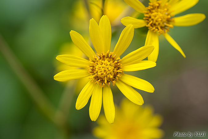 ツワブキ Farfugium japonicum