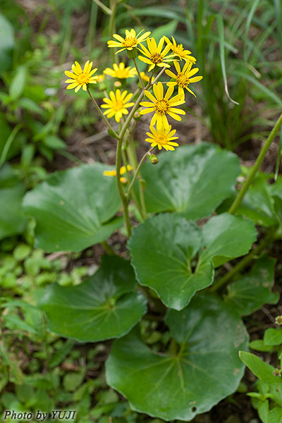 ツワブキ Farfugium japonicum