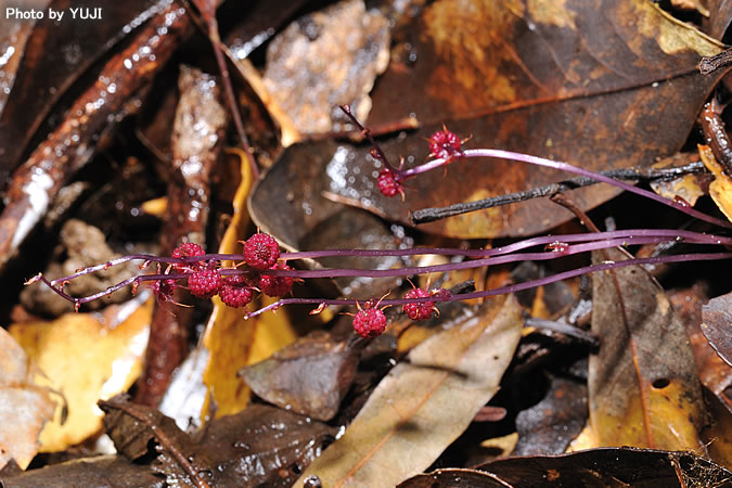 ウエマツソウ Sciaphila secundiflora