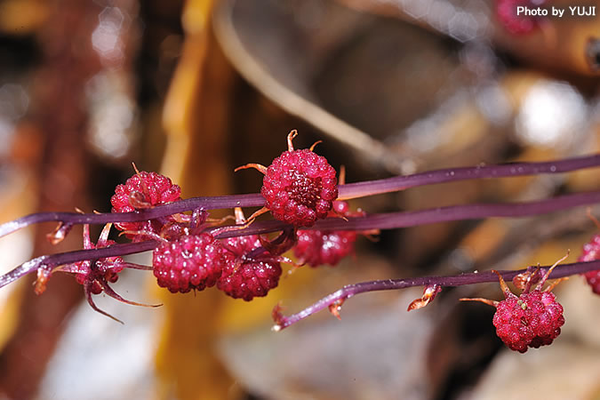 ウエマツソウ Sciaphila secundiflora