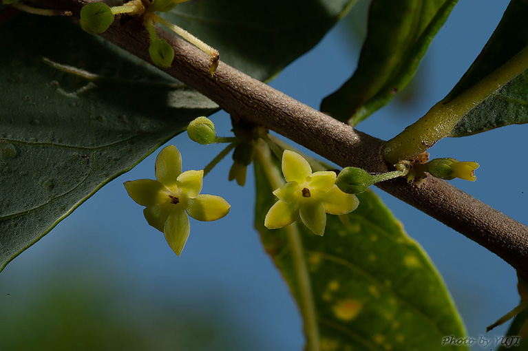 ウラジロカンコノキ Glochidion acuminatum