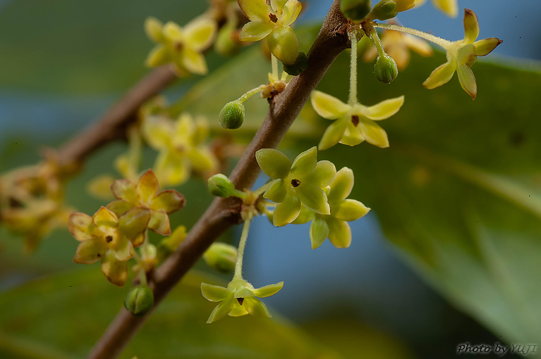 ウラジロカンコノキ Glochidion acuminatum