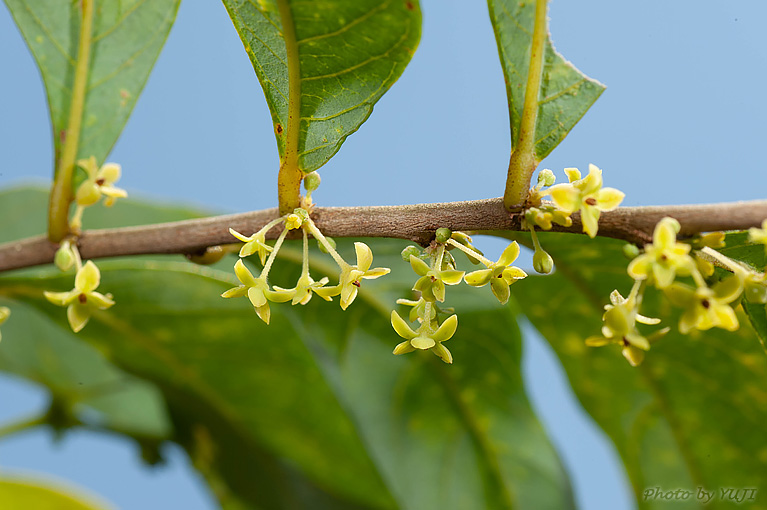 ウラジロカンコノキ Glochidion acuminatum