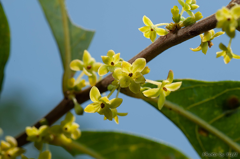 ウラジロカンコノキ Glochidion acuminatum