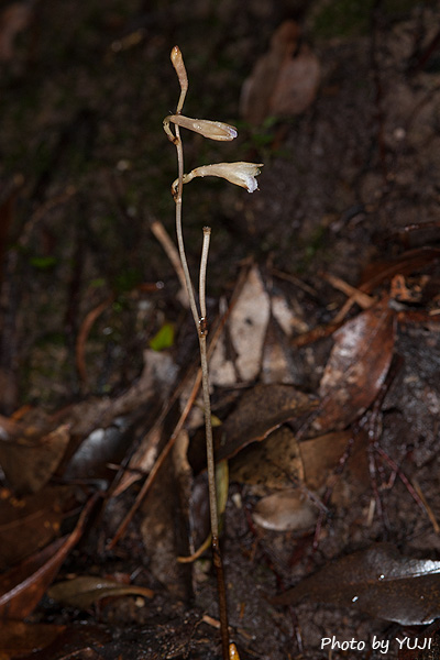 ウスギムヨウラン Lecanorchis kiusiana