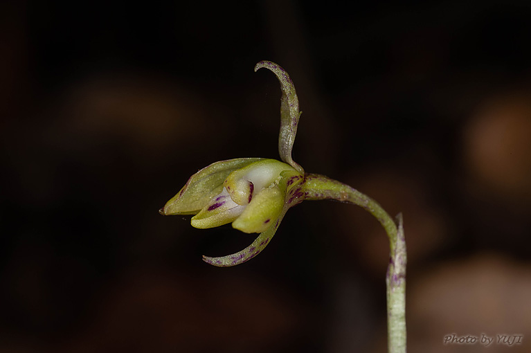 ウズラバムカゴサイシン Nervilia sp.