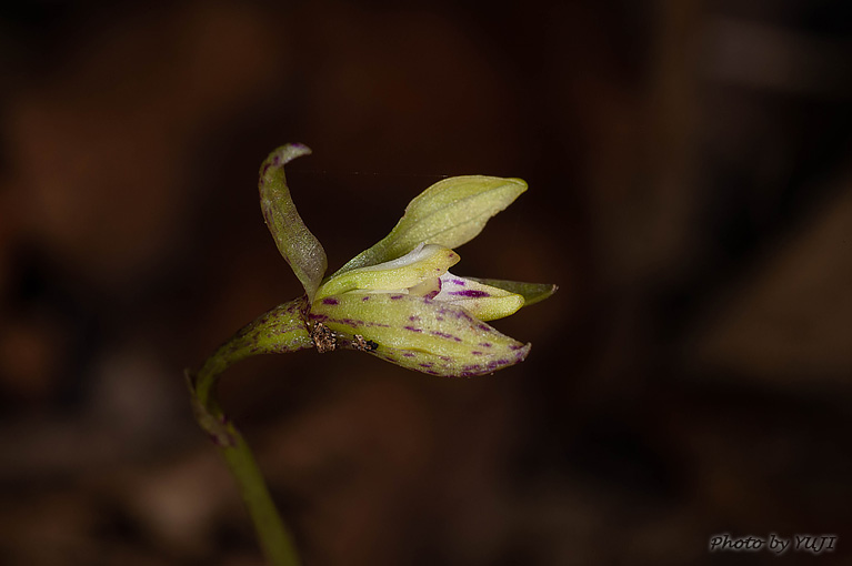 ウズラバムカゴサイシン Nervilia sp.