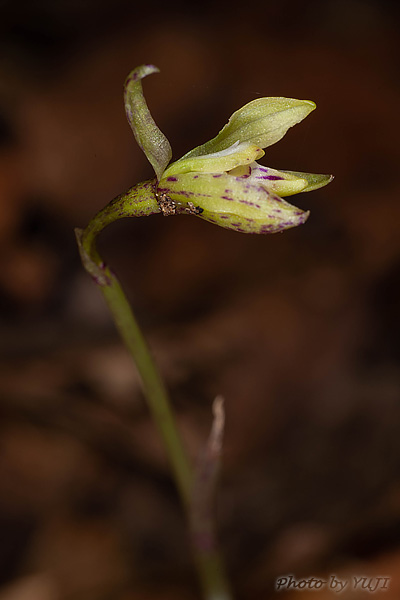 ウズラバムカゴサイシン Nervilia sp.