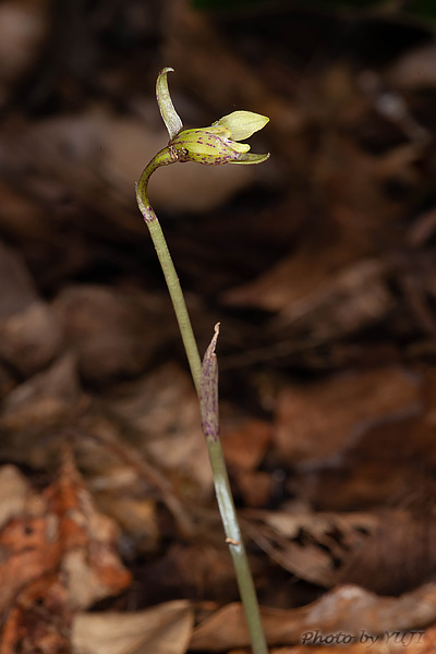 ウズラバムカゴサイシン Nervilia sp.