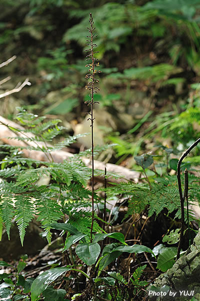 ヤブミョウガラン Goodyera fumata