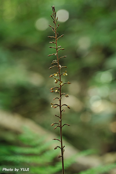 ヤブミョウガラン Goodyera fumata