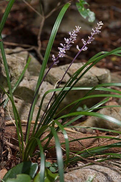 テッポウユリ Liriope muscari