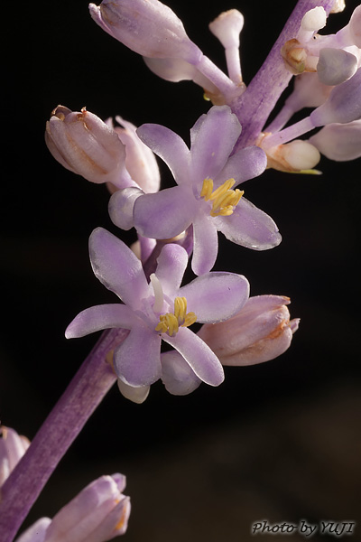 テッポウユリ Liriope muscari