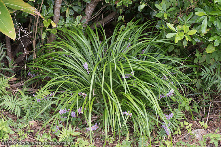 テッポウユリ Liriope muscari