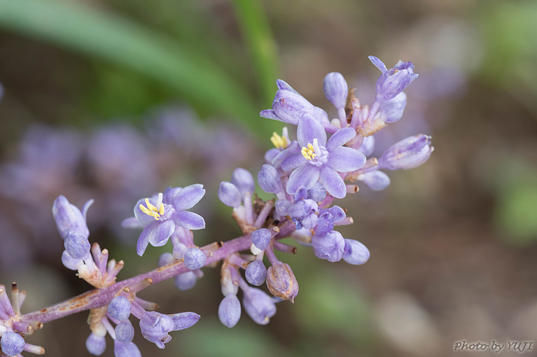 テッポウユリ Liriope muscari