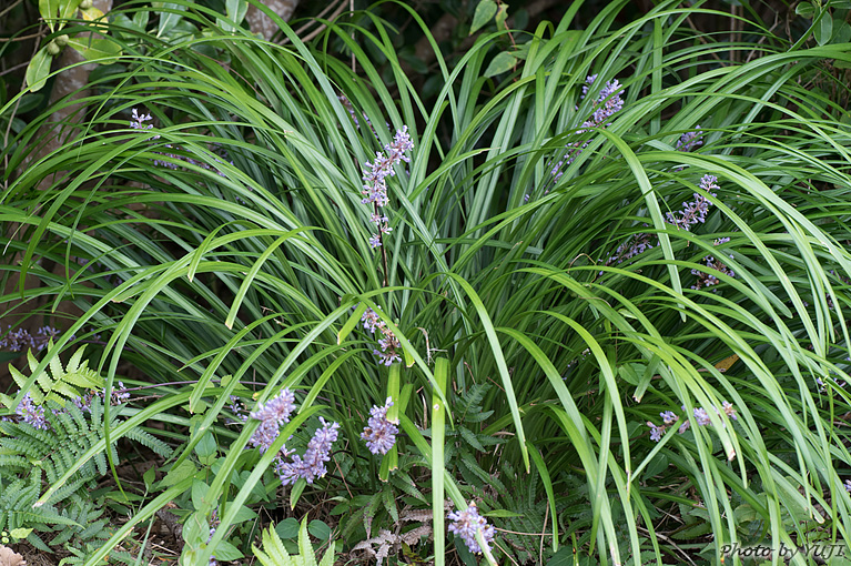 テッポウユリ Liriope muscari