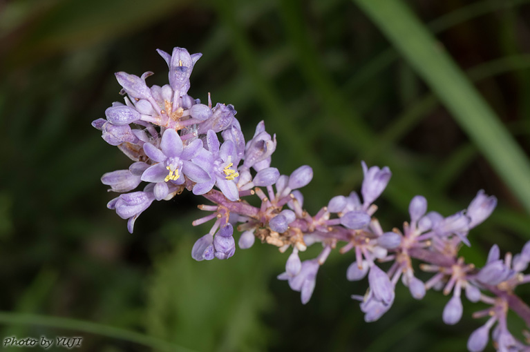 テッポウユリ Liriope muscari