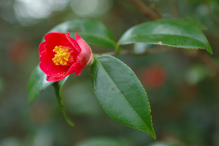 ヤブツバキ Camellia japonica