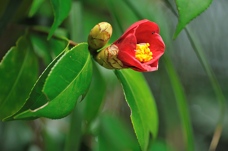 ヤブツバキ Camellia japonica