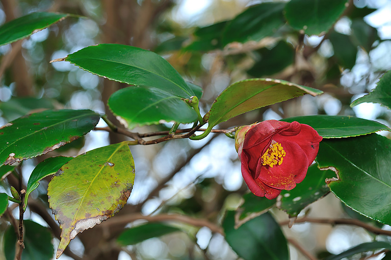 ヤブツバキ Camellia japonica